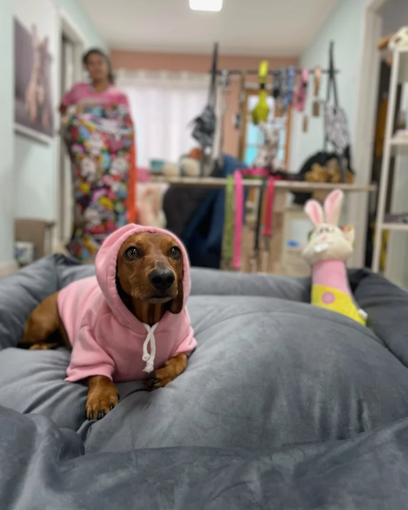 Perro con polerón rosado descansando en Bark in Style