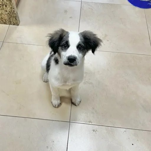 Cachorro blanco y negro