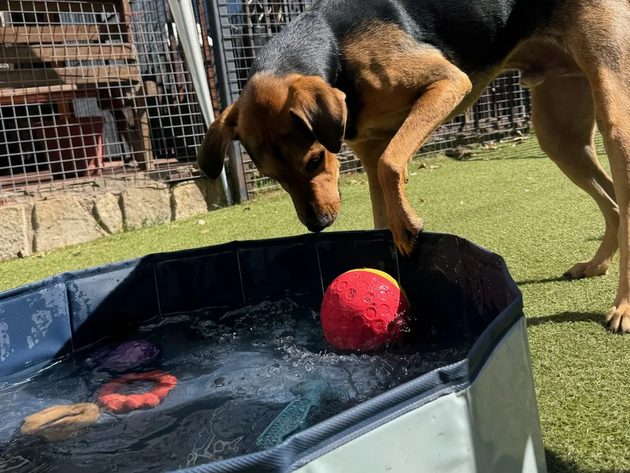 Perro jugando con agua y una pelota en el patio de Bark in Style