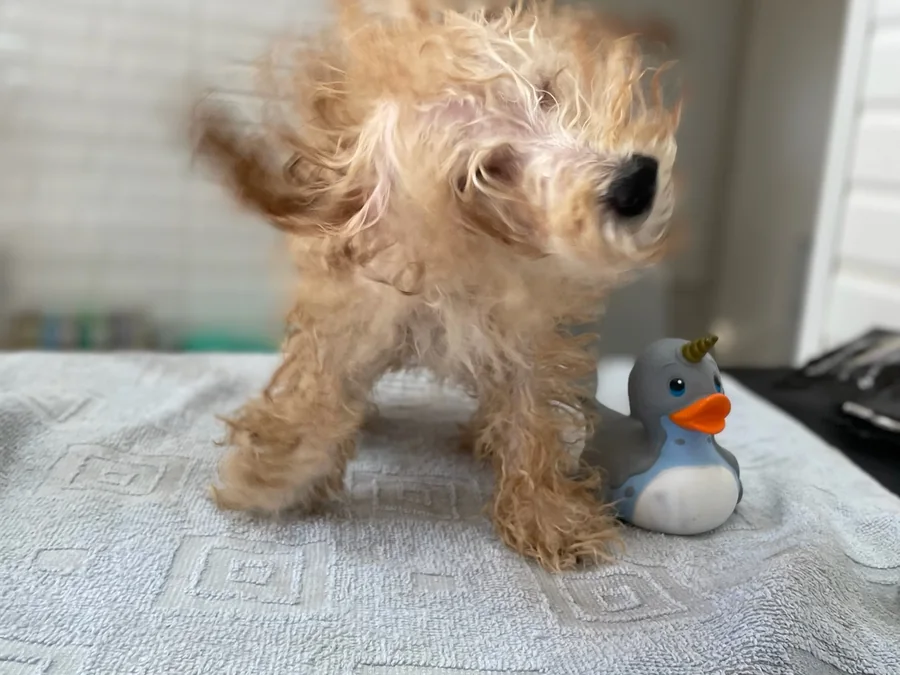 Perro recién bañado y secado sacudiéndose sobre la mesa de peluquería