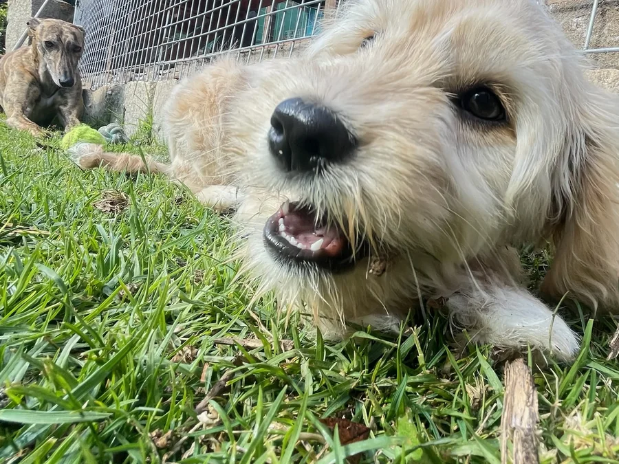 Dos perros compartiendo sobre el pasto durante una jornada de cuidado