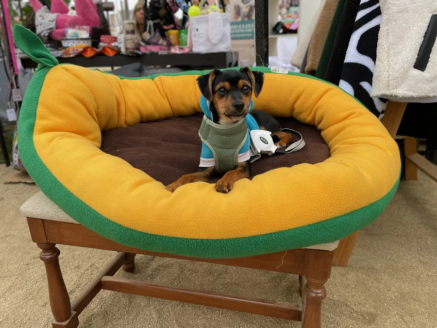 Perro pequeño descansando en una cama dentro de Bark in Style