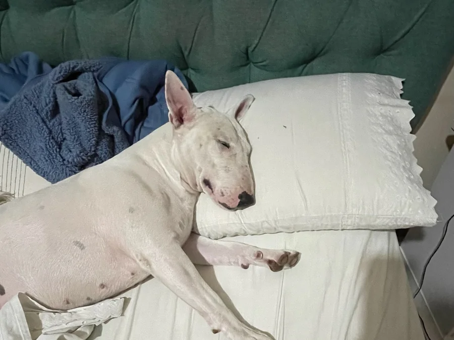 Bull terrier durmiendo profundamente sobre una cama