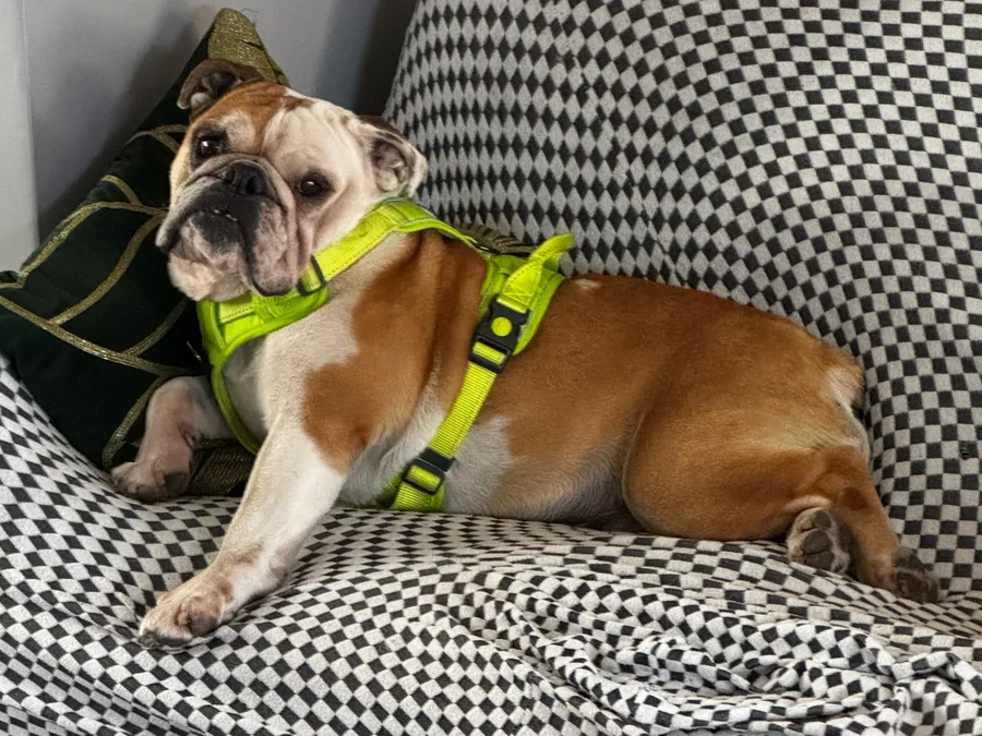 Bulldog descansando tranquilamente sobre un sofá