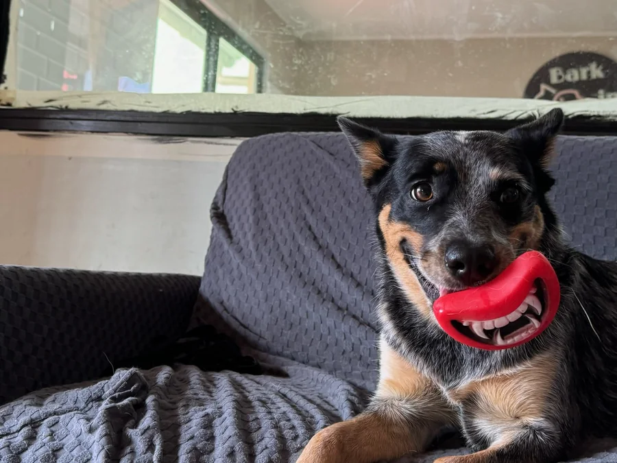 Perro entretenido con su juguete durante una jornada de guardería