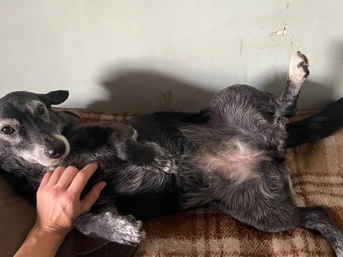 Perro descansando relajado mientras recibe cariño