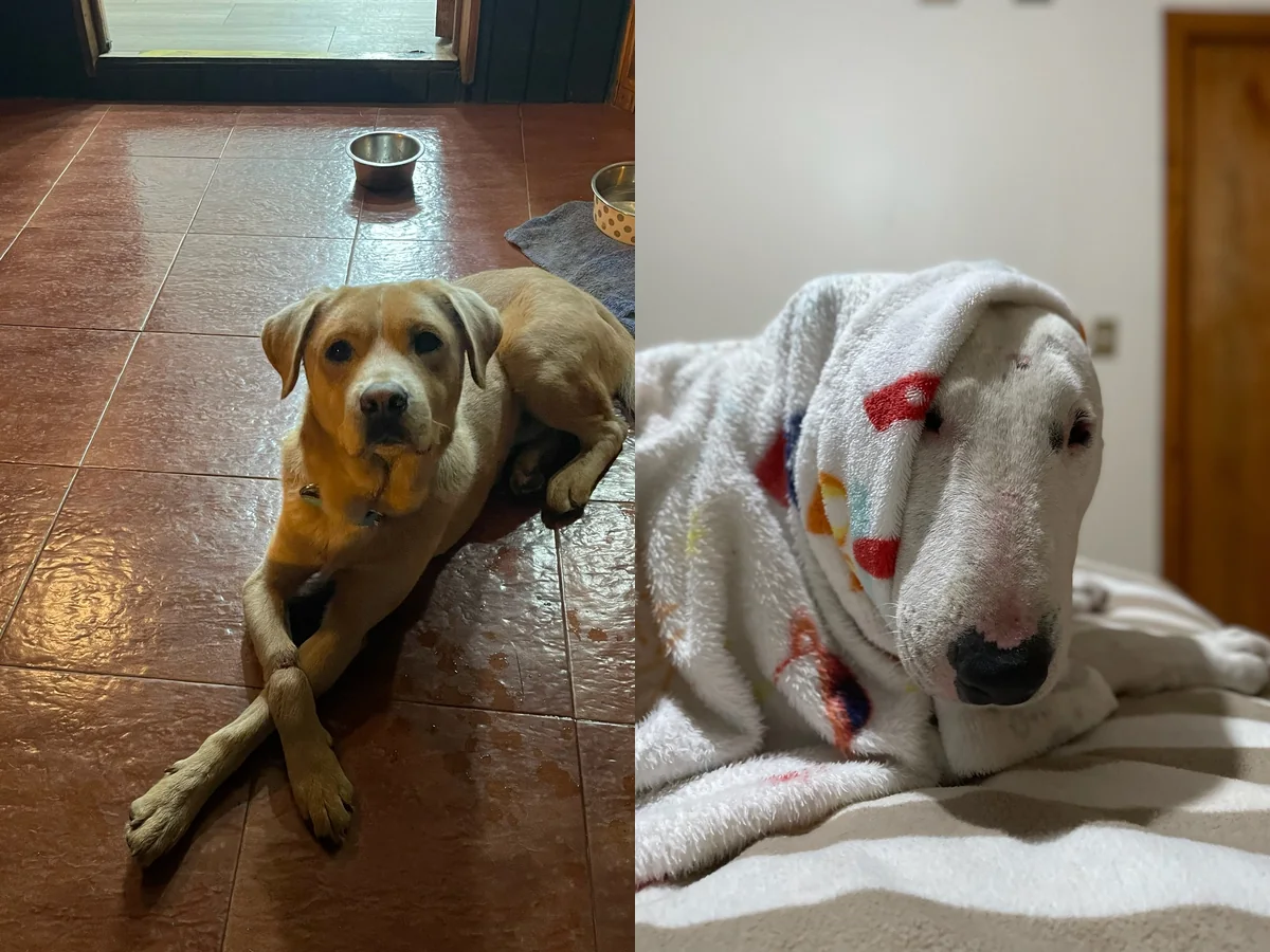 Perros descansando con calma en espacios interiores abiertos y cómodos