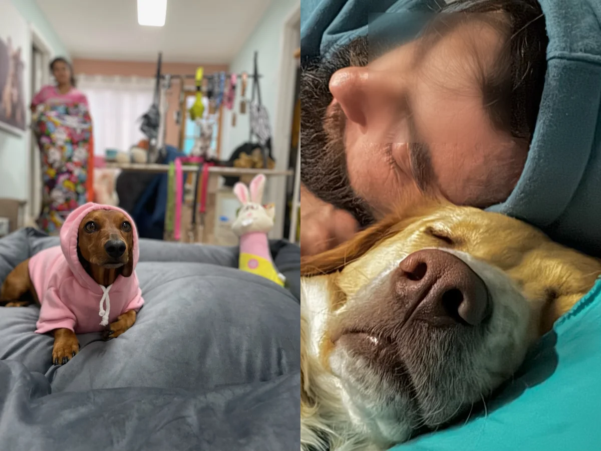 Perros descansando acompañados dentro de los espacios de Bark in Style