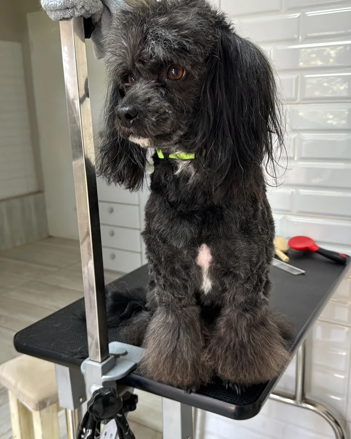 Perro de manto oscuro después de su corte