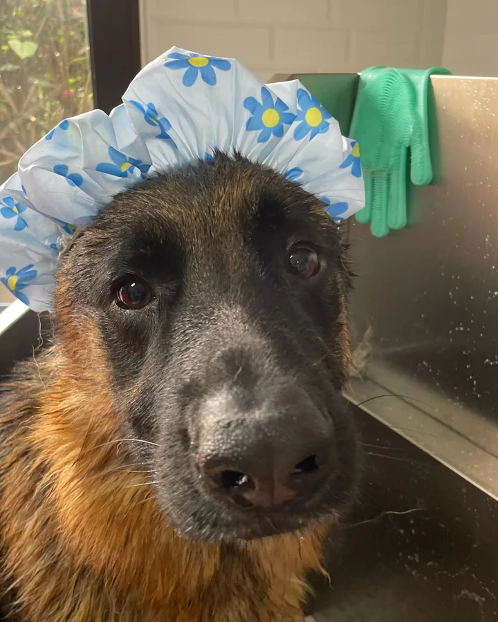 Perro grande durante el cuidado previo al secado