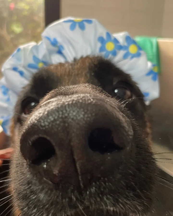 Perro disfrutando un baño con atención cercana