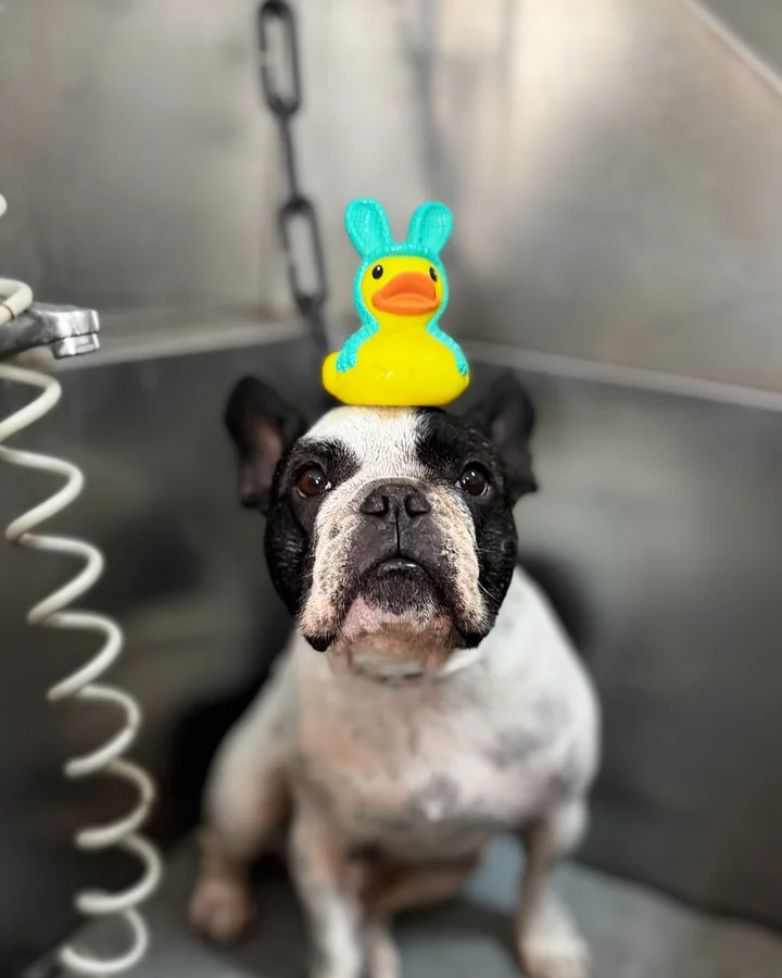 Perro pequeño tranquilo dentro de la bañera