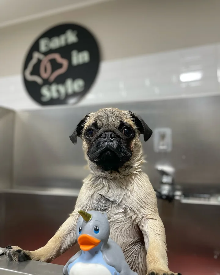 Pug sentado dentro de la bañera profesional