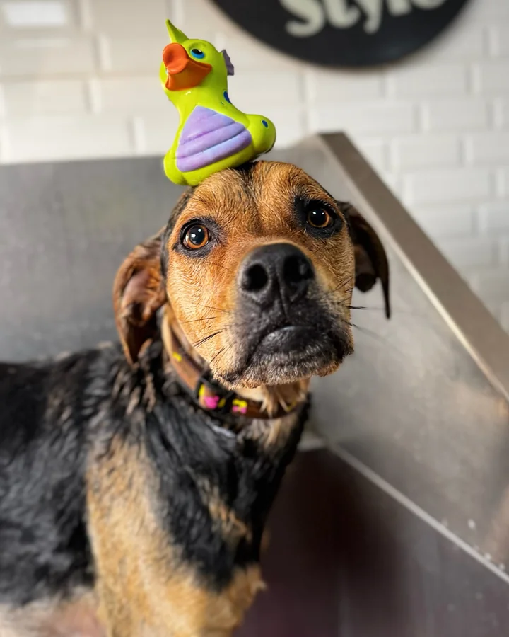 Perro mestizo durante su baño