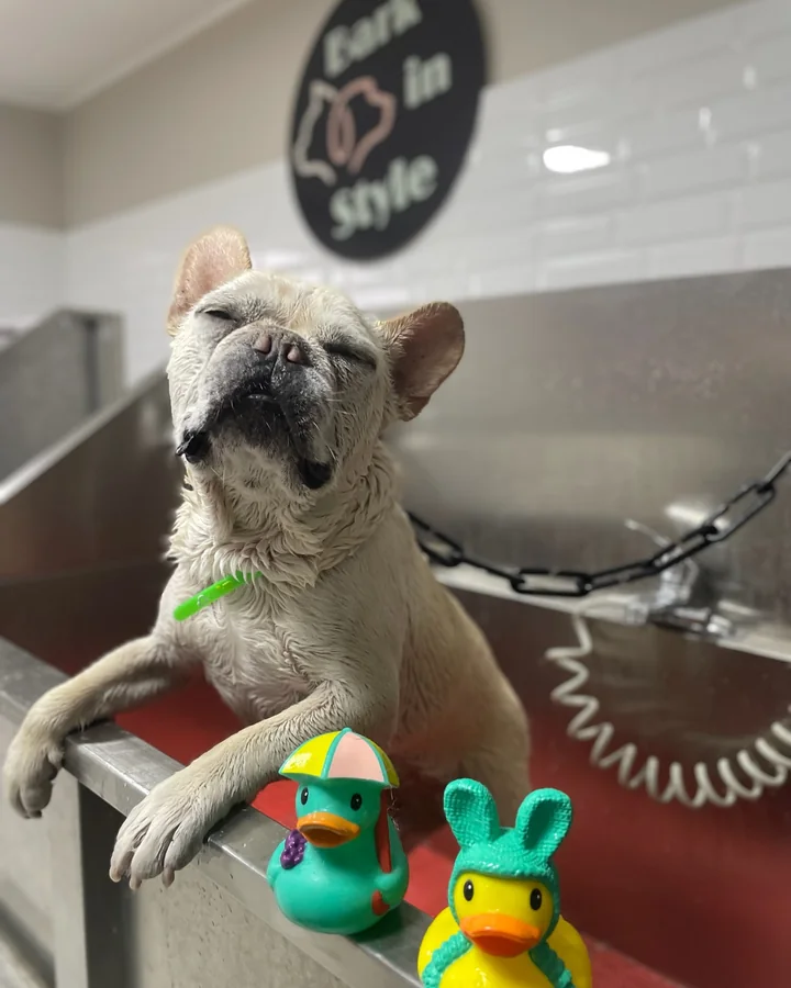 Perro pequeño relajado durante el baño