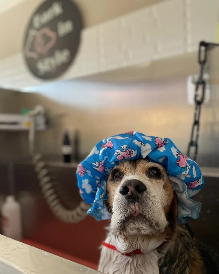 Perro con protección de oídos durante el lavado