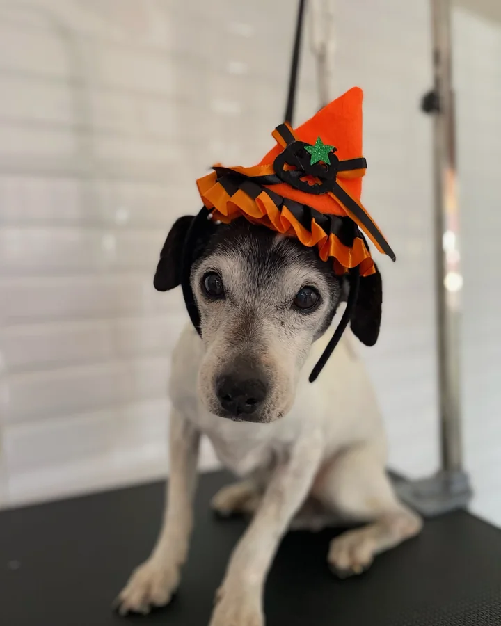 Perro listo después de su atención