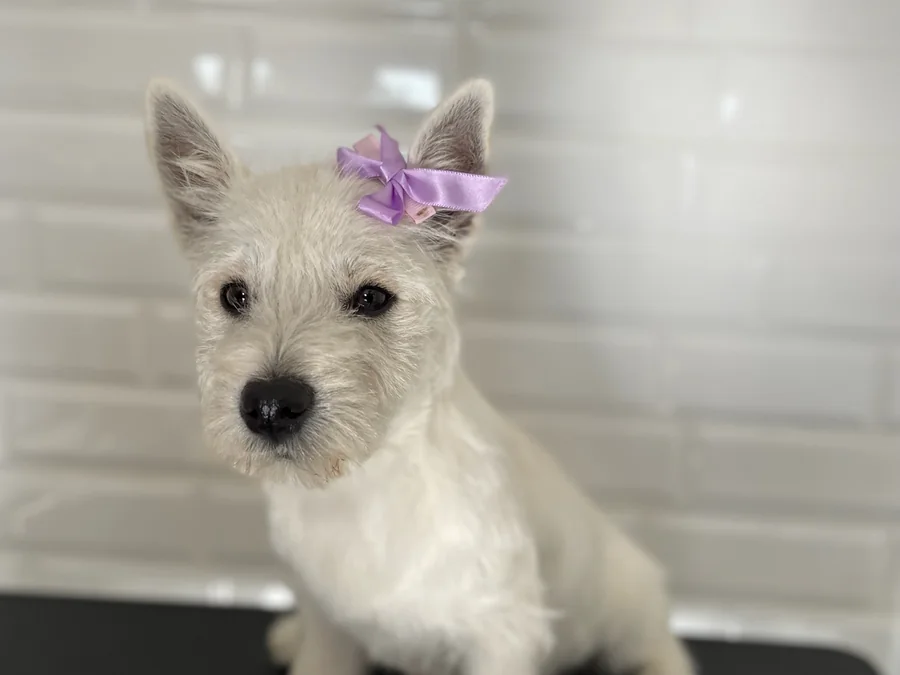 Perro de manto blanco limpio y arreglado después de su atención