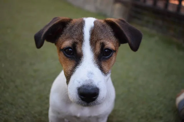 Retrato de un perro, foto publicada por Martin Traviesa