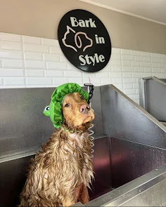 Perro durante su baño, fotografía incluida en la reseña de Nancy Madrid