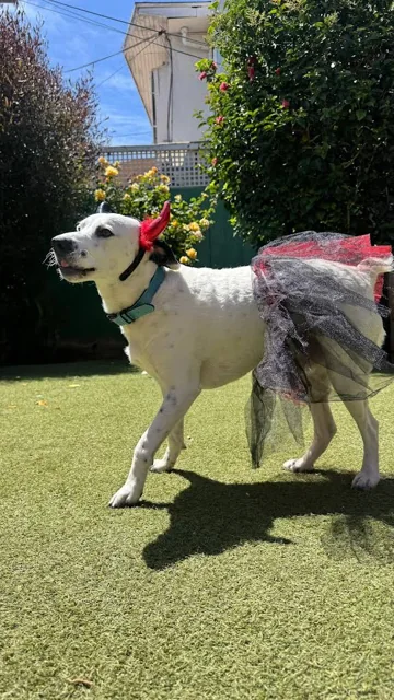Perro blanco en el patio, foto publicada por Patricia Vásquez