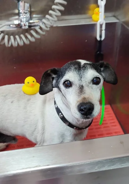 Perro blanco y negro durante su baño, foto publicada por Teresita Correa