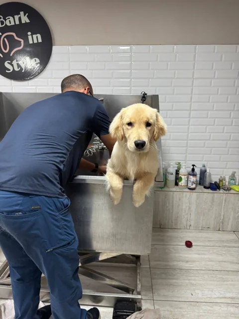 Cachorro dorado durante su baño, foto publicada por ximena perez sazo